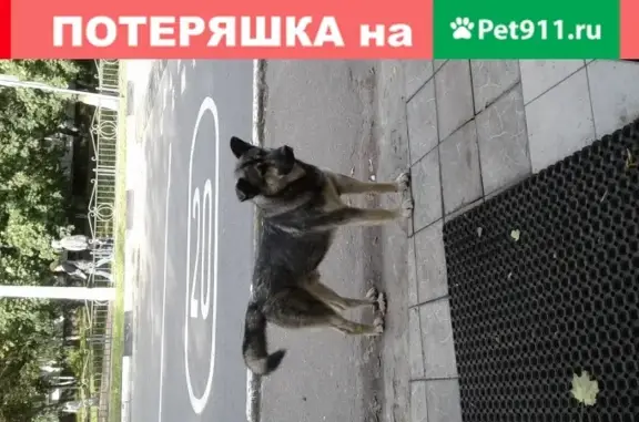 Найдена собака в Раменском, Московская область