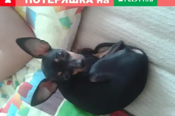 Пропала собака Той-терьер на улице Л. Попова