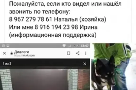 Пропала собака в Родниках, Московская область