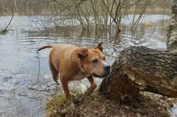 Пропала собака Уля в Петушинском районе, Владимирская область