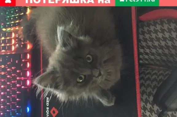 Пропала кошка Мята, Москва.