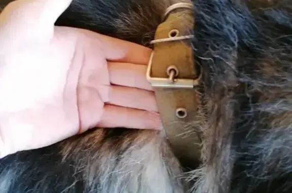 Найдена собака, Новочебоксарск, фото: Найден Маламут в Новочебоксарске, ищем хозяина!