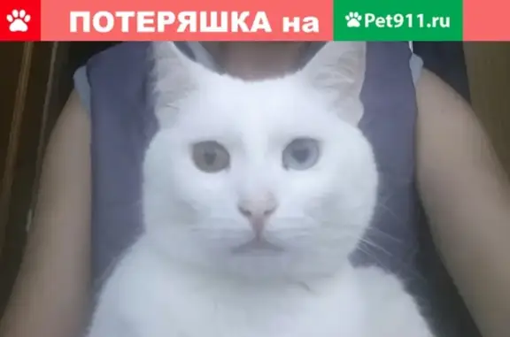 Пропала кошка на Клязьминской улице в Москве