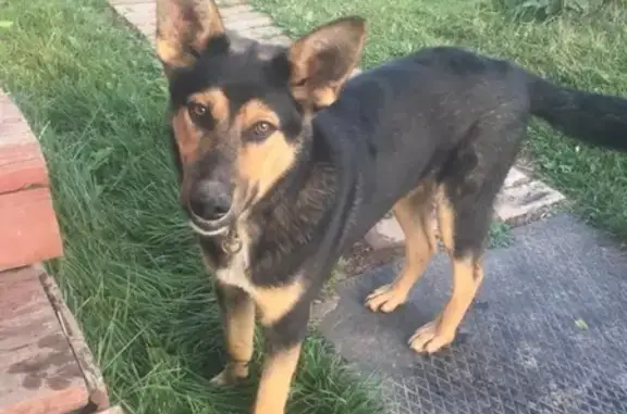 Найдена собака на Воткинском шоссе, ищем хозяев или добрые руки.
