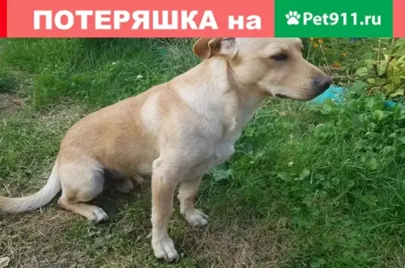 Найдена собака Метис в СНТ Михалёво, ищутся хозяева.