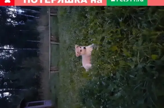 Пропала собака Тайсон в Мякишево, Московская область