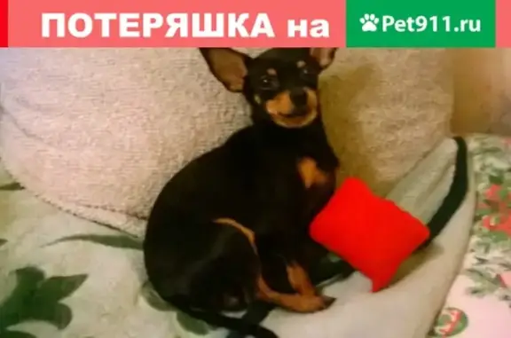 Пропала собака Той терьер в Абинске