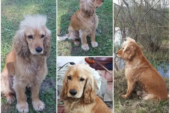 Пропала собака Мати в Ангарске, 3 км.