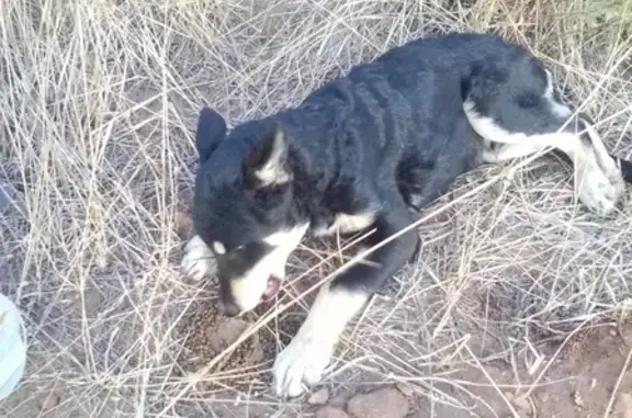 Найден щенок на трассе Волгоград Ерзовка