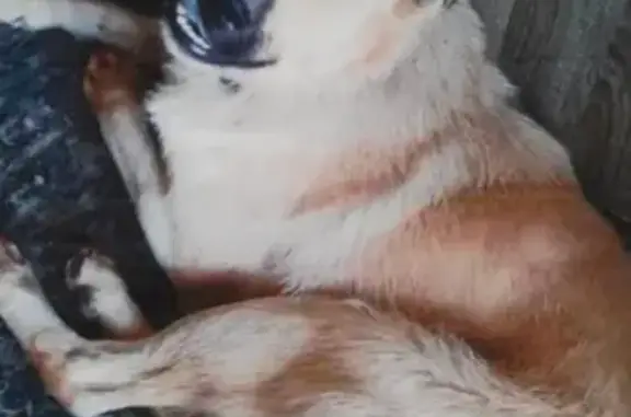 Собаки потеряшки, Москва, фото: Потеряшка собака 