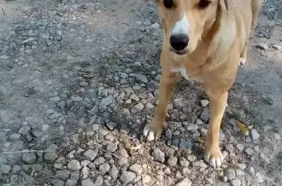 Рыжая собака на Косогорском кладбище.
