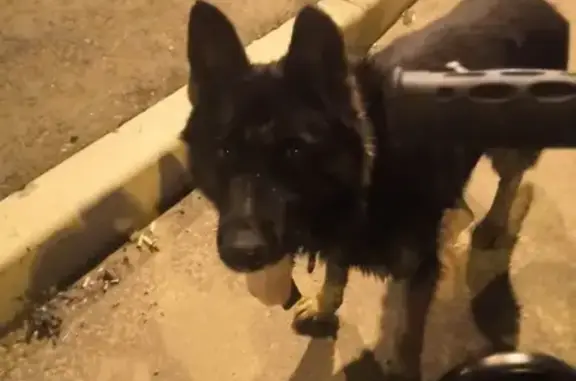 Собака найдена в микрорайоне Солнечный, Чита
