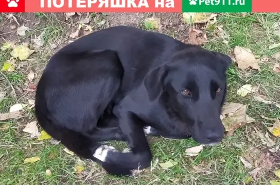 Найдена собака на ул. Милашенкова, 9к1 в Москве
