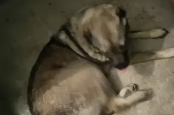Найдена собака в Рязани, ищем хозяина