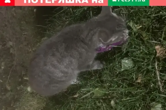 Найдена кошка на проспекте Октября