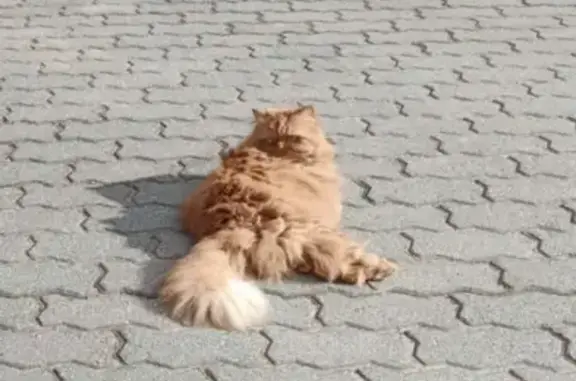 Кошки потеряшки, Санкт-Петербург, фото: Потеряшка рыжая кошка на озёрах Малукс в СПб