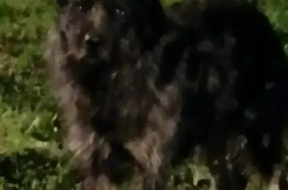 Потерянный пёс возле Сбербанка на Новопетровской, Москва
