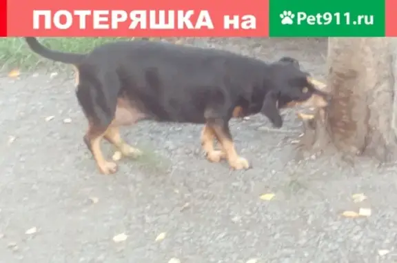 Собака такса девочка найдена в Новокузнецке