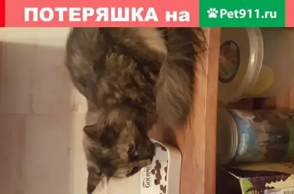 Найдена домашняя кошка в районе Калинина-Труда, любит мурчать и сидеть на руках