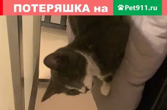 Найдена кошка в Северном Бутово, ищет хозяина