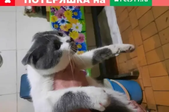 Найдена кошка на улице Полины Осипенко, Воронеж