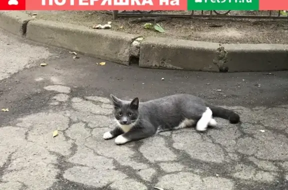 Крупный кот найден рядом с офисом в СПб.