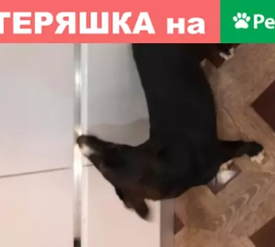 Собака найдена в деревне Жостово, Мытищи.