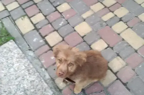 Пропала собака Голди в Грязах, Липецкая область