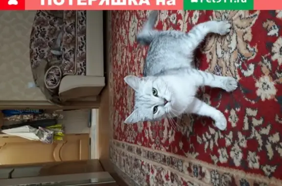 Кошка найдена на ул. Толстого в Анапе, тел. 89180223621