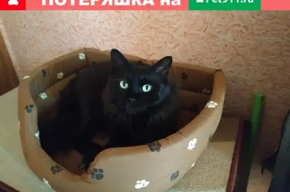 Пропала кошка Алиса по адресу ул. Абрамцевская, 9к1, Москва