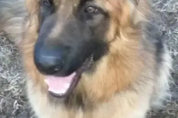 Собаки потеряшки, Нижний Новгород, фото: Потеряшка немецкая овчарка в Парышевском поселке