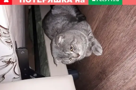 Найден кот на ул. Красный Пахарь, Омск