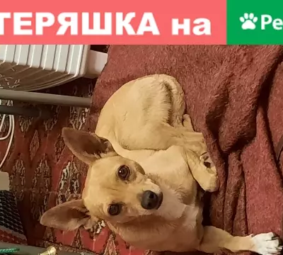Найдена собака в с. Кашино, Свердловская обл.