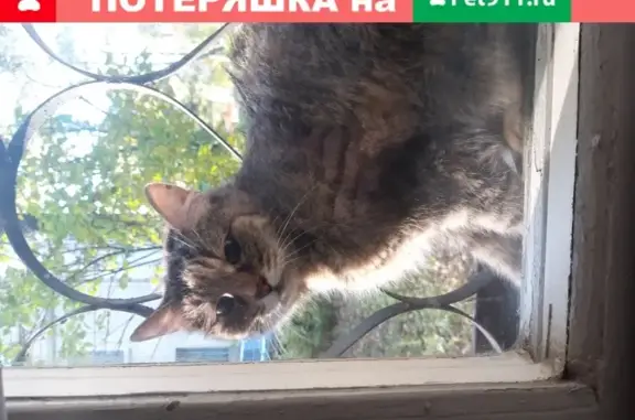 Найдена кошка на ул. Болдырева, напугана.