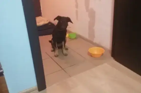Найдена собака в снт Янтарь, ищем новый дом