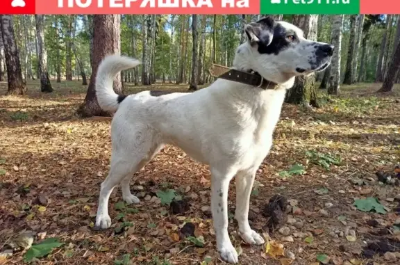 Пропала белая сука Метис в парке Сокольники (Москва)