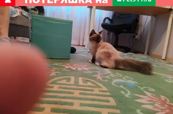 Пропала кошка в Тюмени, ул. Широтная 170к4