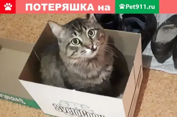 Пропал кот в Кировском районе, вознаграждение за находку.