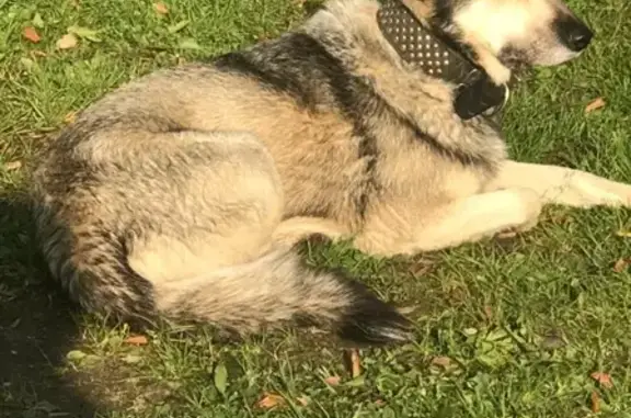 Найдена пугливая собака в Костуе, Тосно