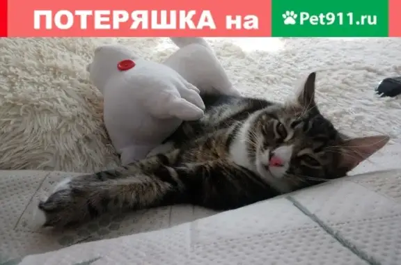 Пропала кошка Кот, Москва, Волоцкой пер. 13к2