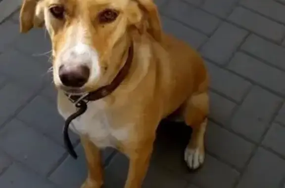 Найдена собака на Карантинной улице в Таганроге