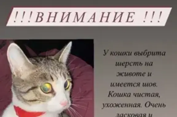 Найдена кошка с шрамом на Петрозаводской, Москва