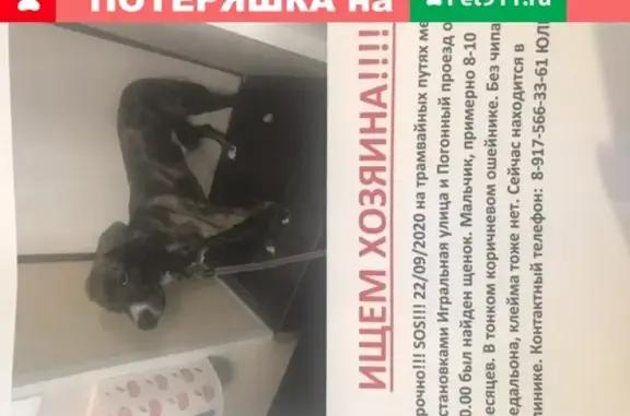 Найдена тигровая собака на Погонном проезде в Москве