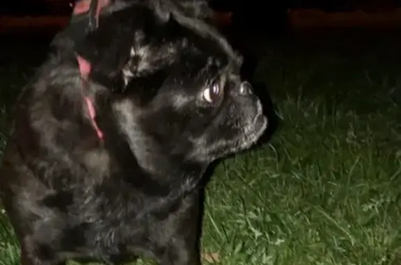 Найдена собака в парке Тропарево - девочка брабансон