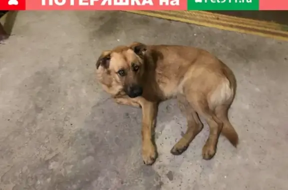 Найдена добрая собака с сережкой в поселении Фабрики имени 1 Мая