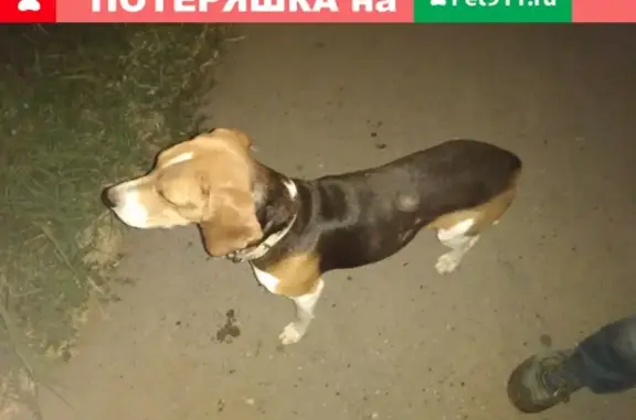 Собака на Марфинской, Астрахань, ул. 15