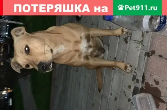 Найдена добрая собака в Совхозе им. Ленина (Московская область)