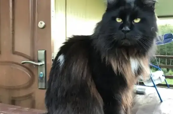 Кошки потеряшки, Владивосток, фото: Потеряшка кот Мейн Кун, Владивосток.