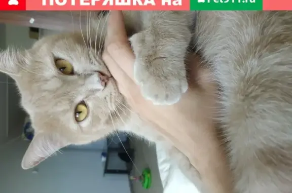Пропал кот Оскар в Ботаническом саду, вознаграждение 30 тыс. рублей
