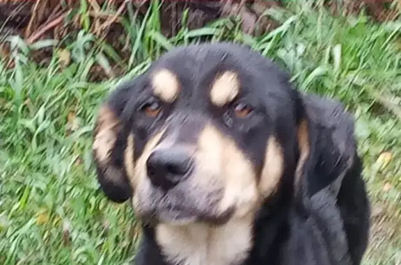 Найдена собака на остановке Металлист в Нефтяниках, Омск